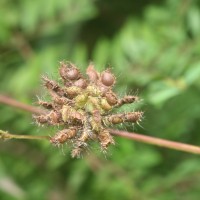 Mimosa pudica L.